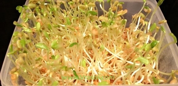 Recipe- How to sprout Fenugreek Seeds/ Ankurit Methi Dana