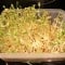 Recipe- How to sprout Fenugreek Seeds/ Ankurit Methi Dana